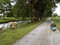 Da schauen sogar die Kühe leicht irritiert: Roman Signer in Fahrt.